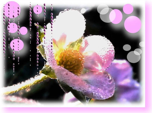 Садовая земляника с розовыми цветами